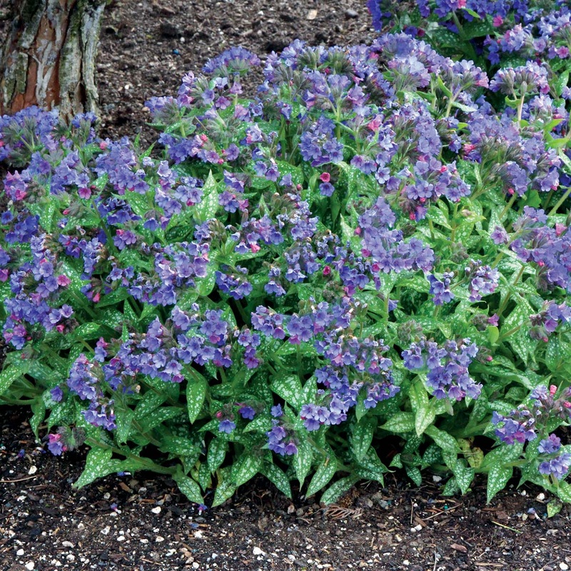 Pulmonaria ‘Trevi Fountain’ (Lungwort)