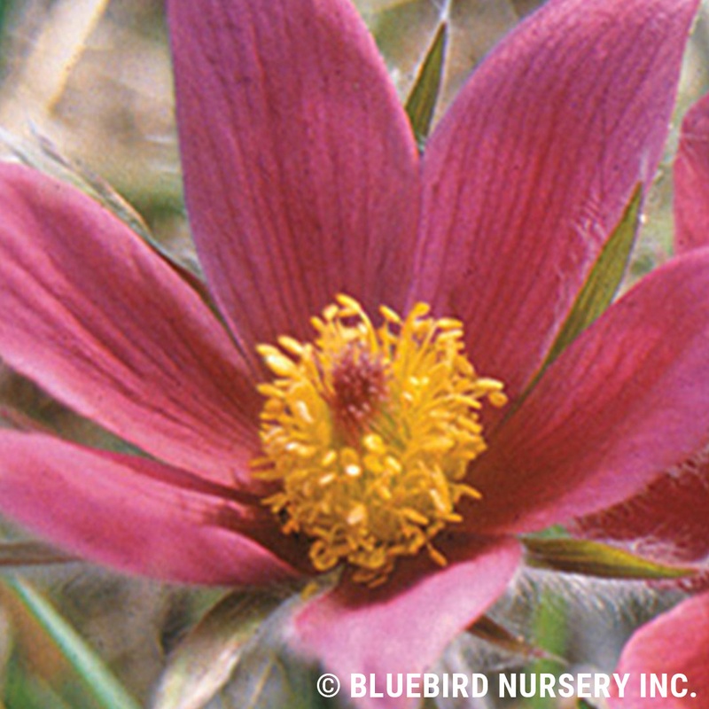 Pulsatilla vulgaris ‘rubra’ (Pasque Flower)