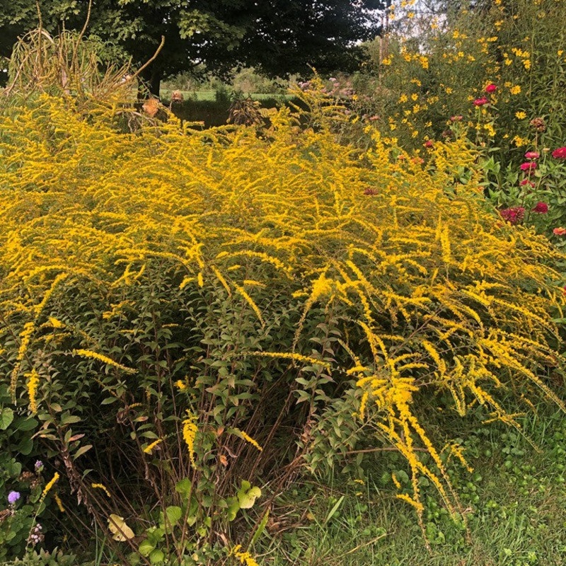 Solidago rugosa ‘Fireworks’ (Rough Goldenrod)