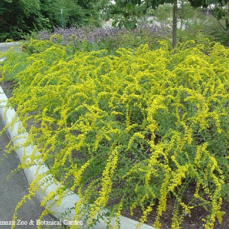 Solidago shortii ‘Solar Cascade’ (Short’s Goldenrod)