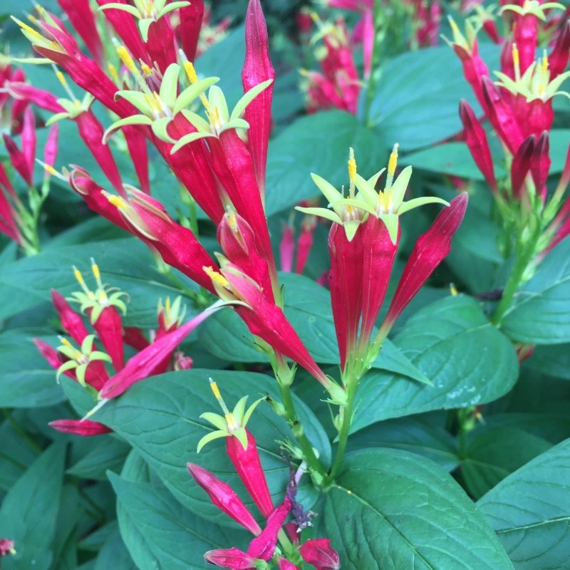 Spigelia marilandica ‘Little Redhead’ (Indian Pink)