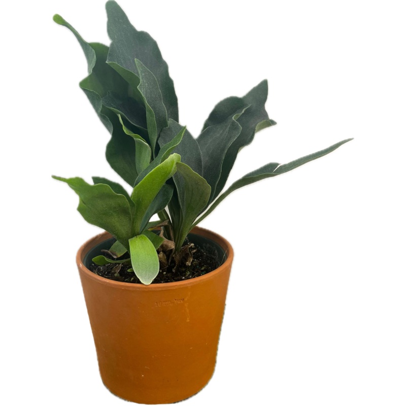 Staghorn Fern ‘Netherlands’|4″|6″|8″
