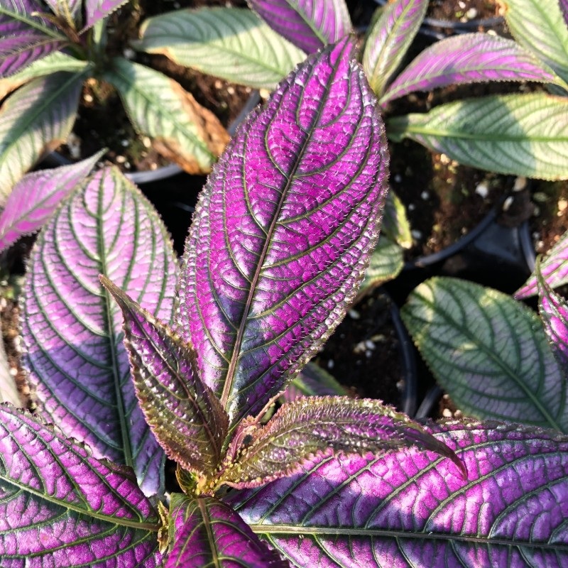 Strobilanthes auriculata var. dyeriana (Persian Shield)