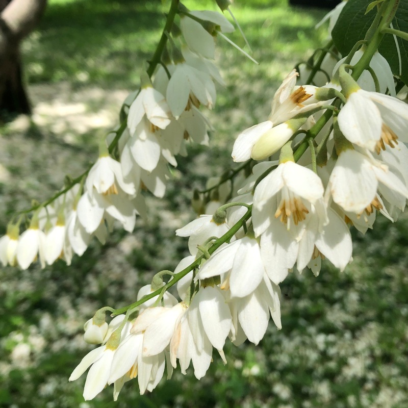 Styrax obassia (Fragrant Snowbell)