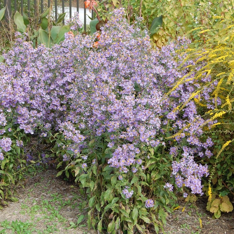 Symphyotrichum laeve ‘Bluebird’ (Smooth Aster)
