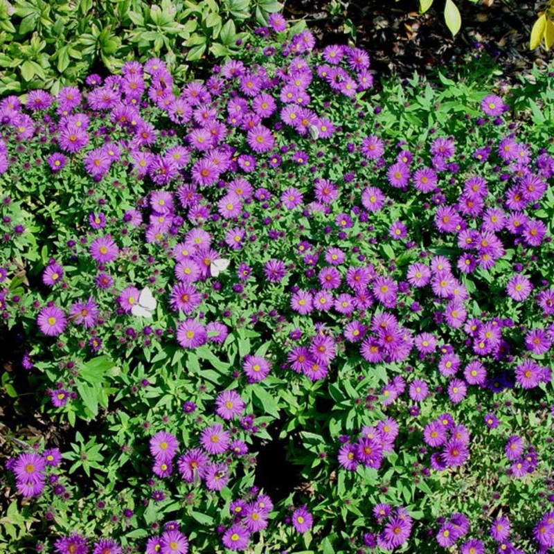 Symphyotrichum novae-angliae ‘Purple Dome’ (New England Aster)