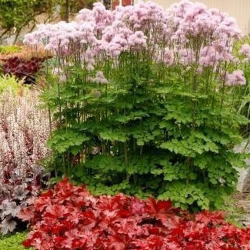 Thalictrum ‘TNTNP’ (Nimbus Pink Meadow Rue)