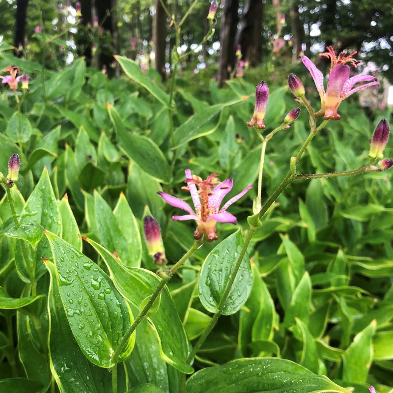 Tricyrtis formosana ‘Gilt Edge’ (Toad Lily)