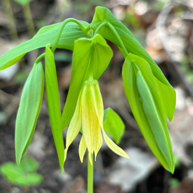 Uvularia grandiflora (Bellwort)