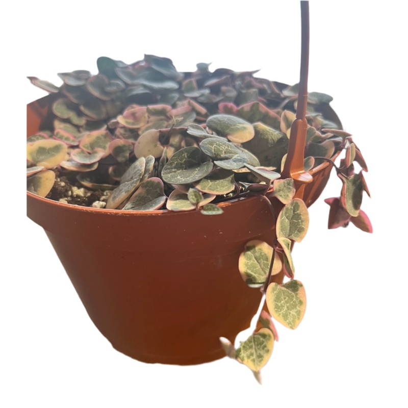 Variegated String of Hearts ‘Ceropegia Woodii’ 6