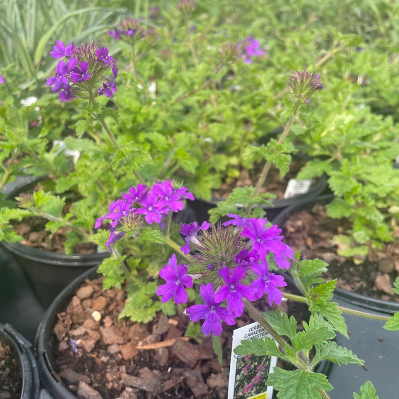 Verbena canadensis ‘Homestead Purple’ (Vervain)