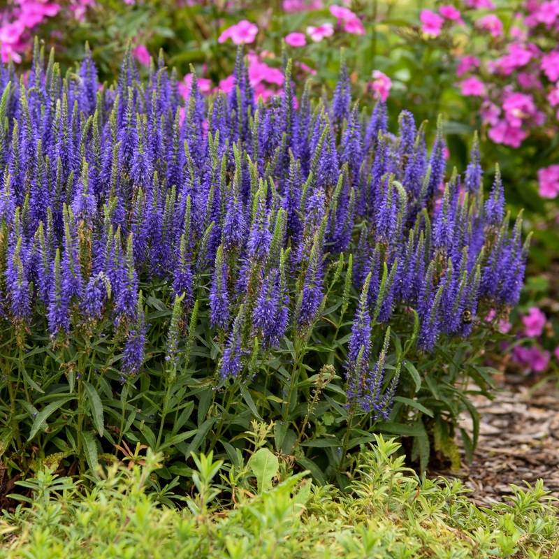 Veronica ‘Wizard of Ahhs’ (Magic Show Spike Speedwell)