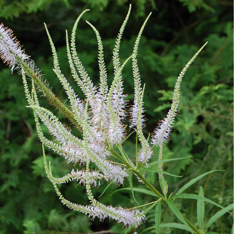 Veronicastrum virginicum Alboroseum
