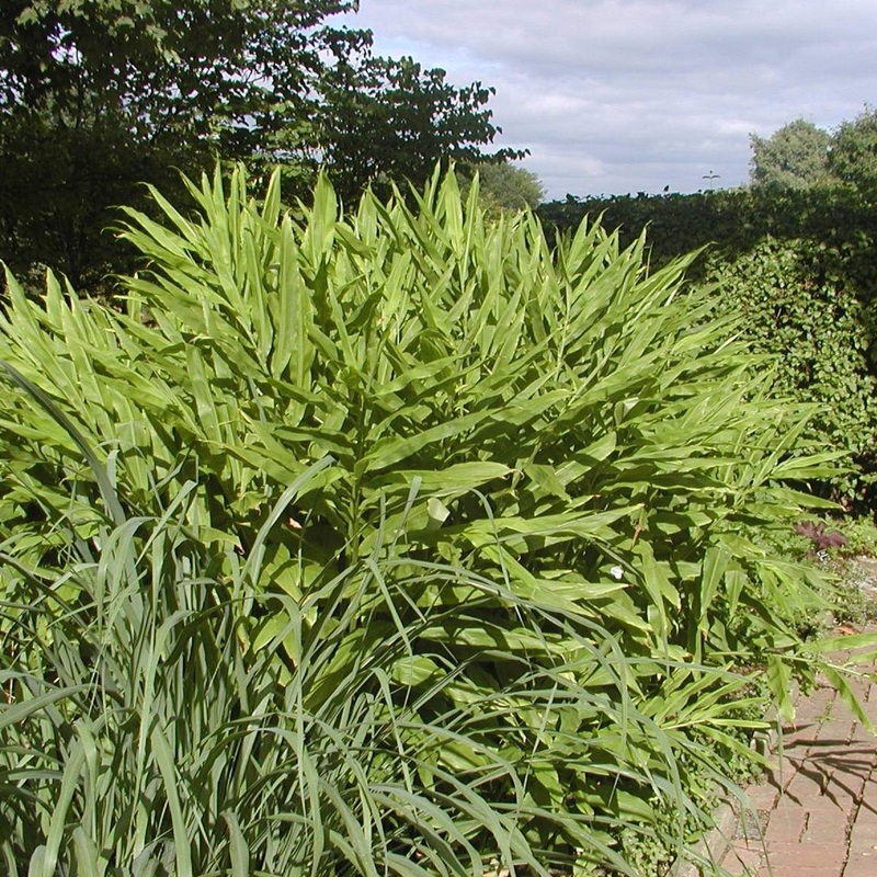 Zingiber mioga (Hardy Ginger)|10″ squat|Bareroot