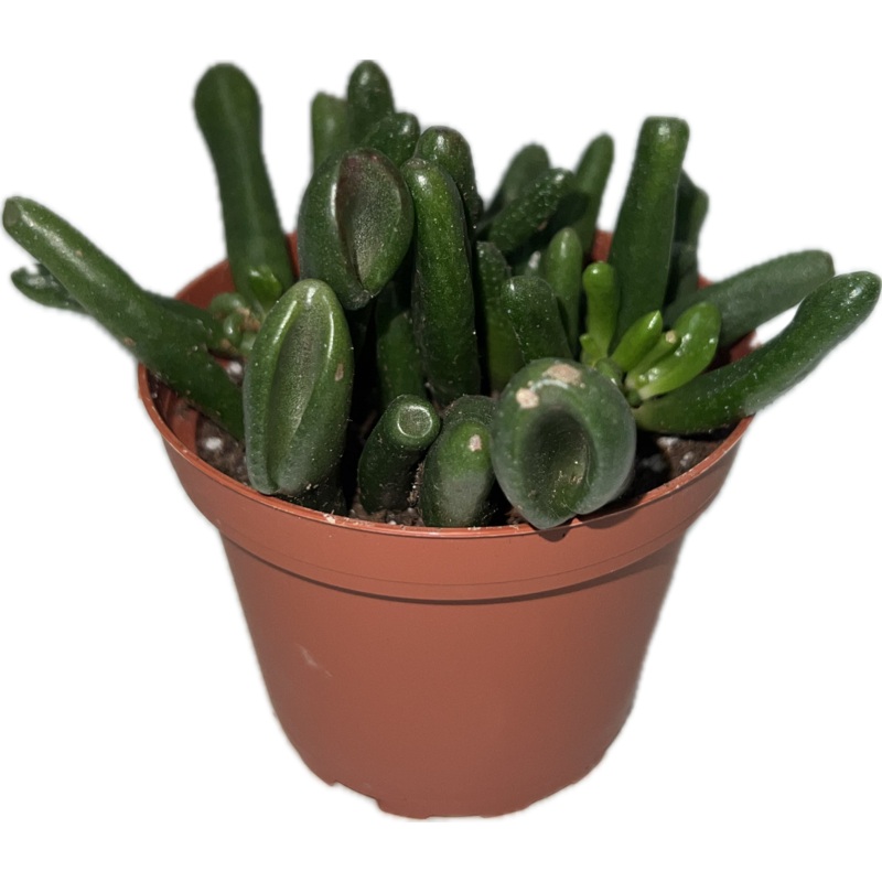 Jade ‘Hobbit’ 4