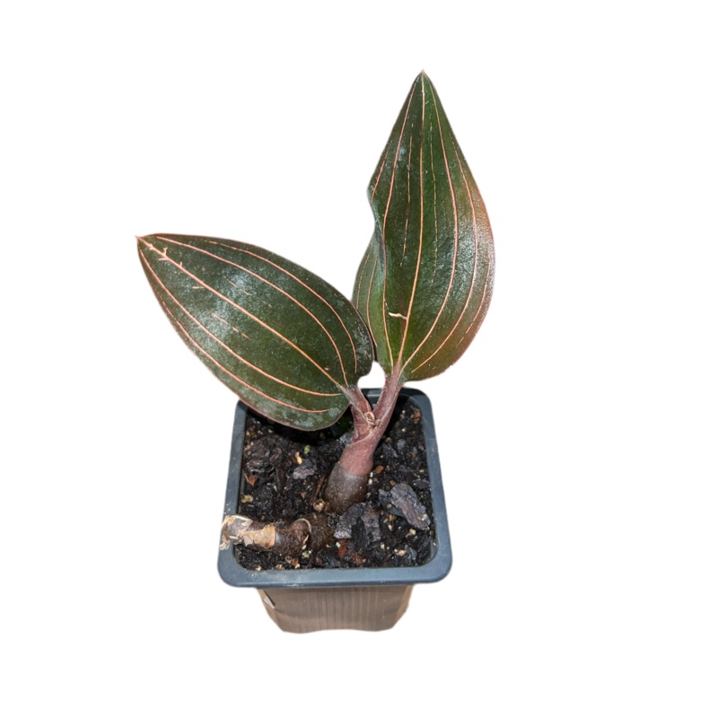 Jewel Orchid ‘Ludisia’ 3