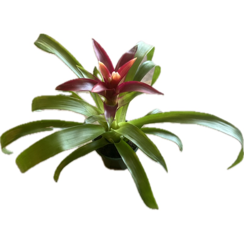 Mini Bromelliad 2.5
