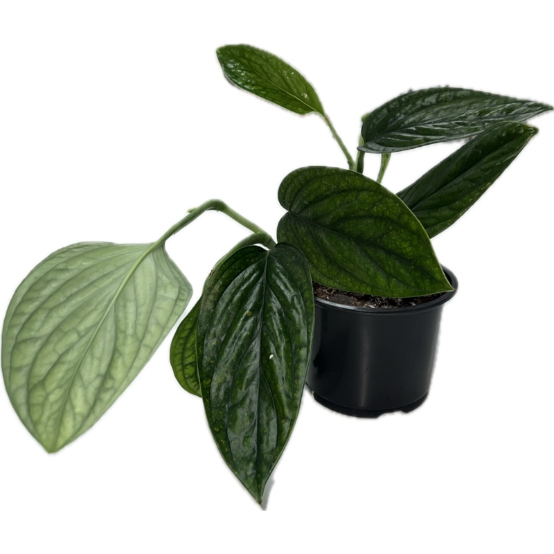 Monstera ‘Peru’|4″|Totem 6″