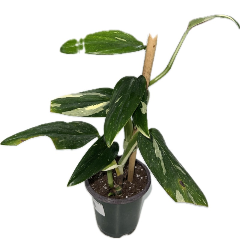 Monstera ‘Standleyana Aurea’|4|2