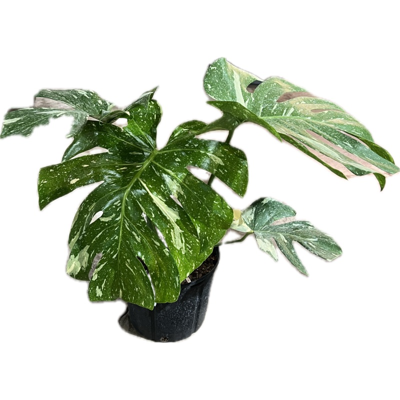 Monstera ‘Thai Constellation’|2″|4|6″|10″