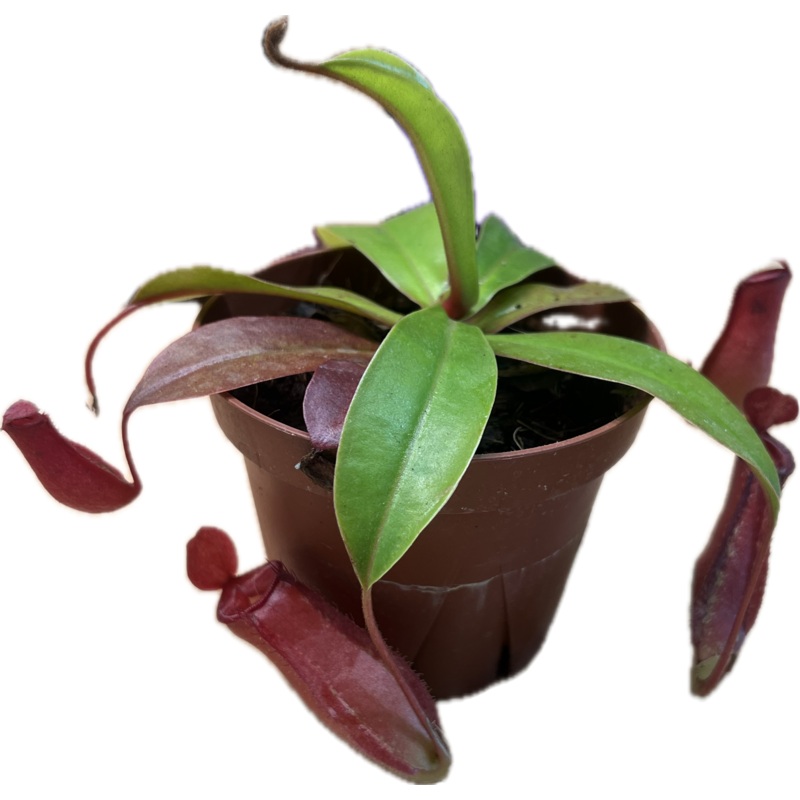 Nepenthes ‘Bloody Mary’ 4