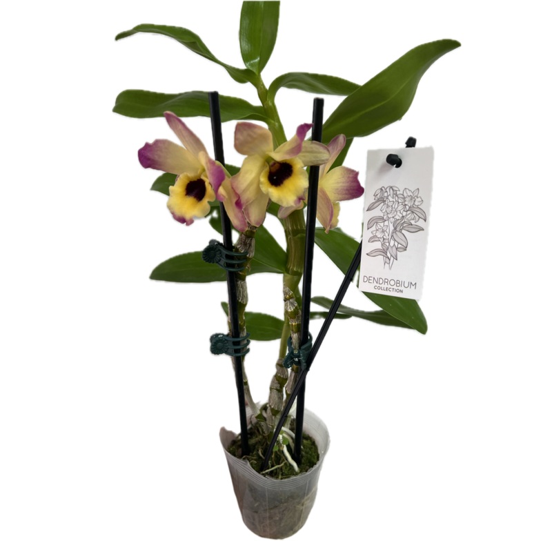 Orchid ‘Dendrobium’ 4