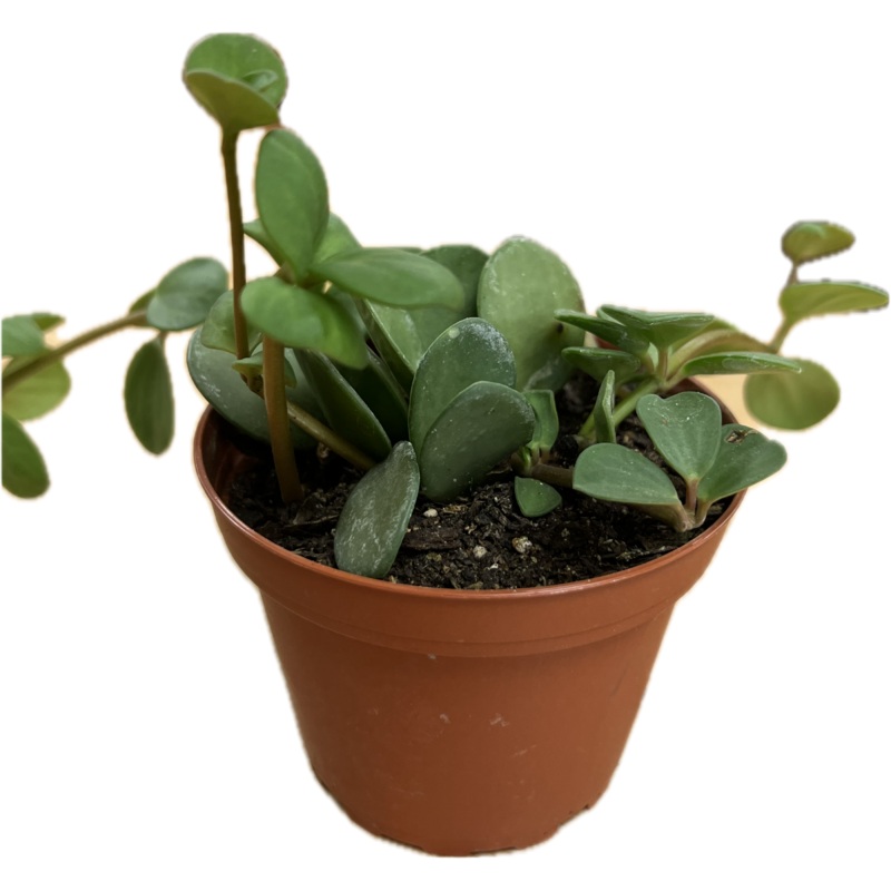 Peperomia ‘Hope’ 4
