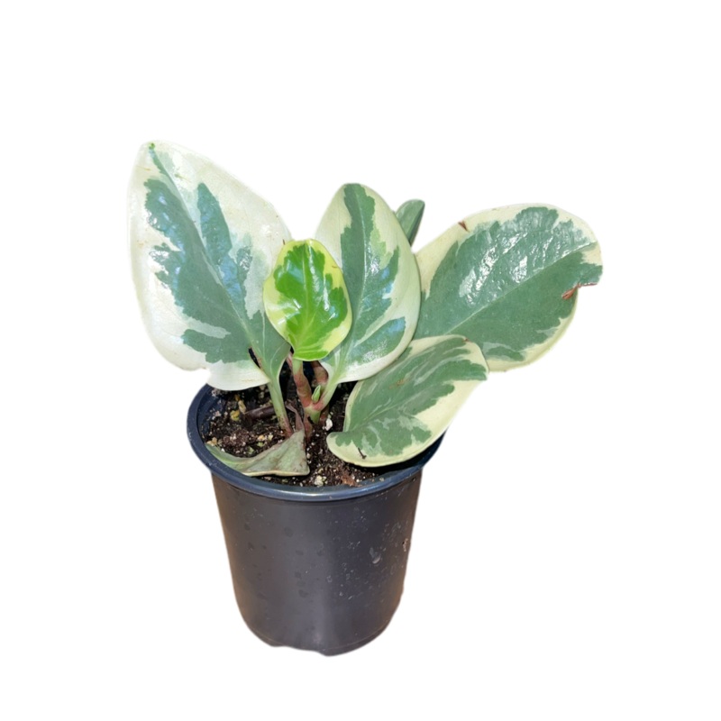 Peperomia Obtusifolia ‘Marble’ 4