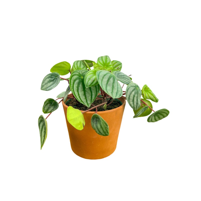 Peperomia ‘Watermelon’|4″|6″