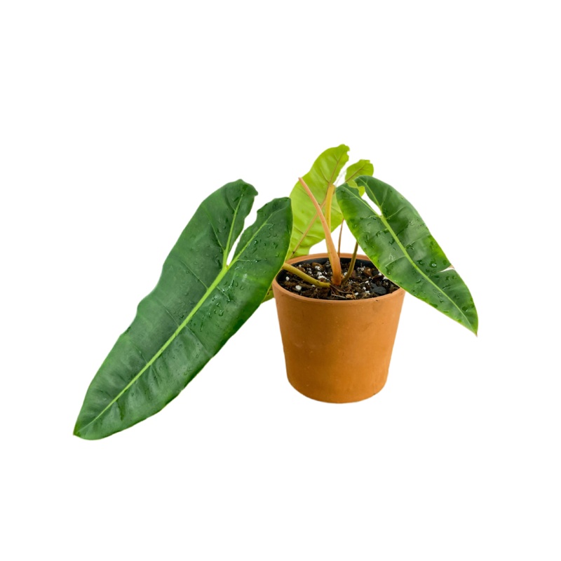 Philodendron ‘Billietae’ 6