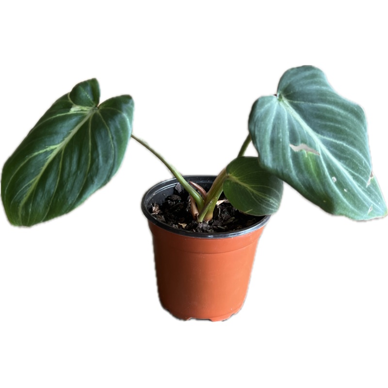 Philodendron ‘Gloriosum’|4″|6|8″|10