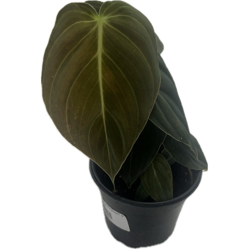 Philodendron ‘Melanochrysum’ 4