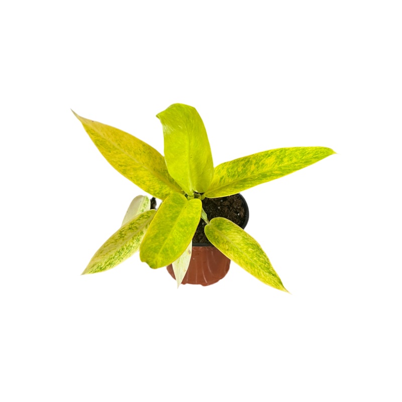 Philodendron ‘Painted Lady’ 6|6″