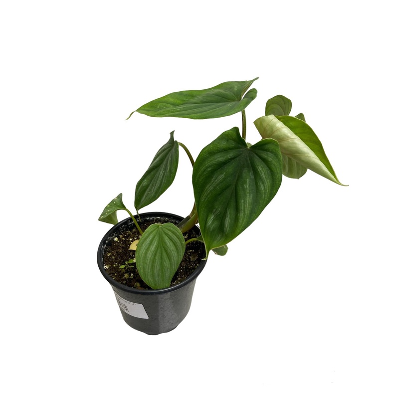 Philodendron ‘Plowmanii’ 4|4″|4″ w/ Pole|6 w/ pole