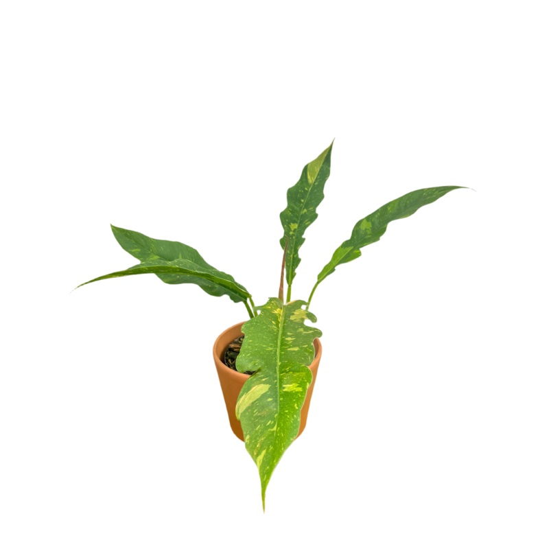 Philodendron ‘Ring of Fire’|4″|8″