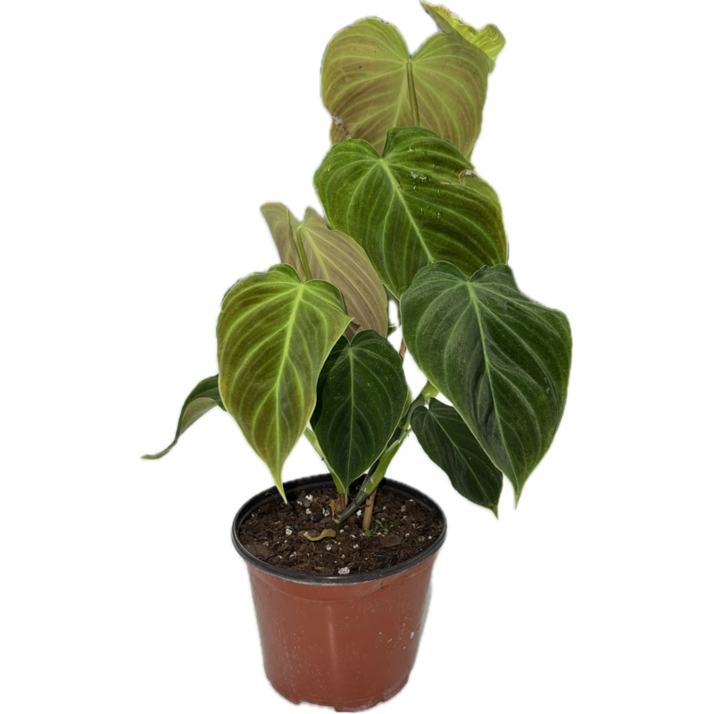 Philodendron ‘Splendid’ 6