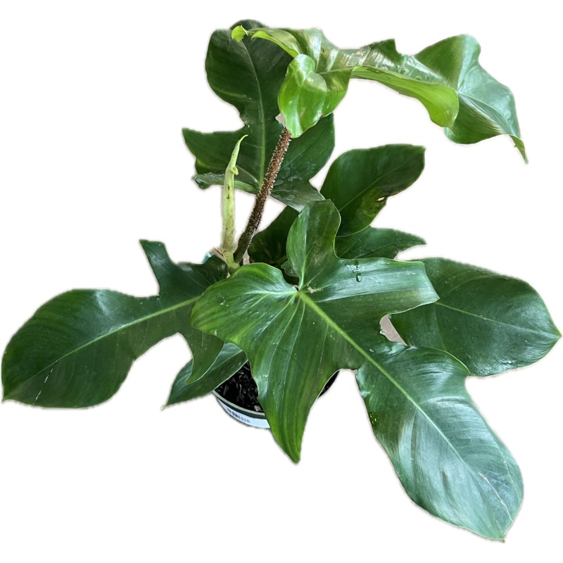 Philodendron ‘Squamiferum’ 6