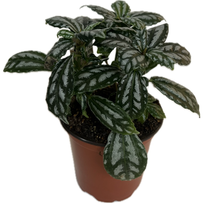 Pilea ‘Cadieri’ 4