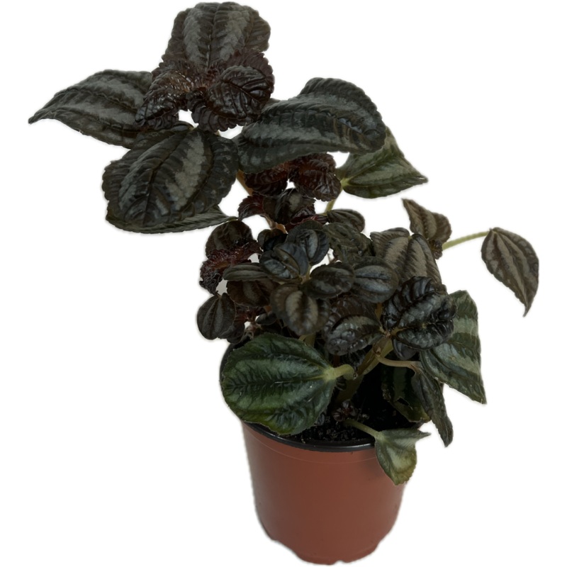 Pilea ‘Norfolk’ 4