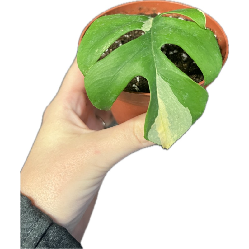 Rhaphidophora Tetrasperma Variegata 4