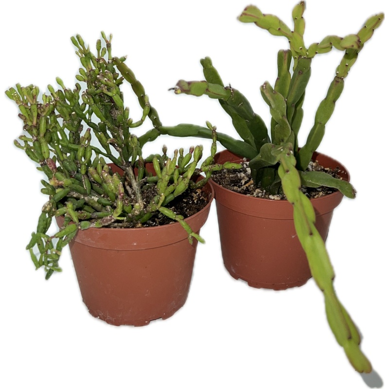 Rhipsalis Assorted|3″|4″|8″