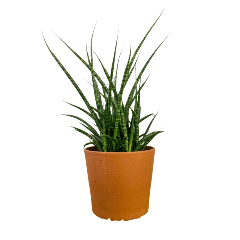 Sansiveria ‘Fernwood’ 4