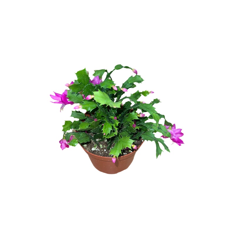 Schlumbergera Bridgesii ‘Christmas Cactus’