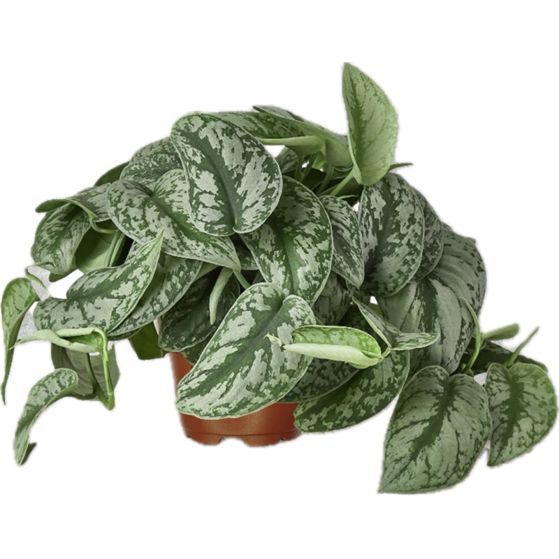 Scindapsus Pictus|4″|6″|8″ Long