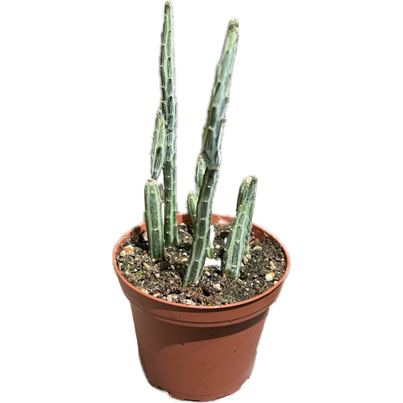 Senecio Stapeliiformis ‘Pickle Plant’ 4