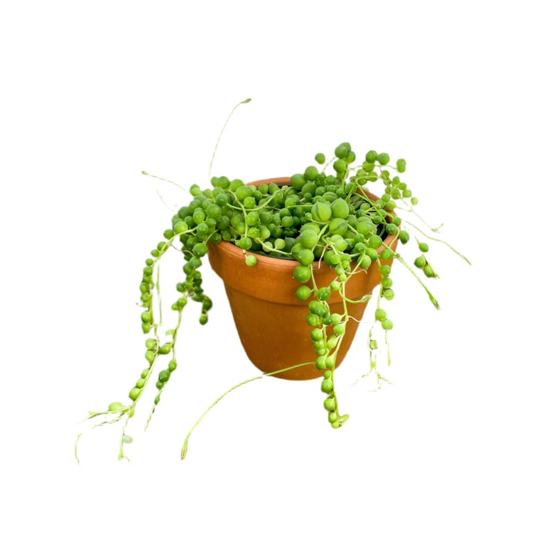 String of Pearls|4″|6″