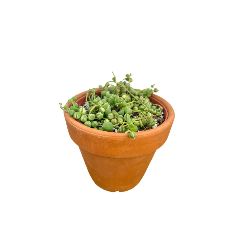 String of Pearls ‘Variegata’|2″|4″|6″