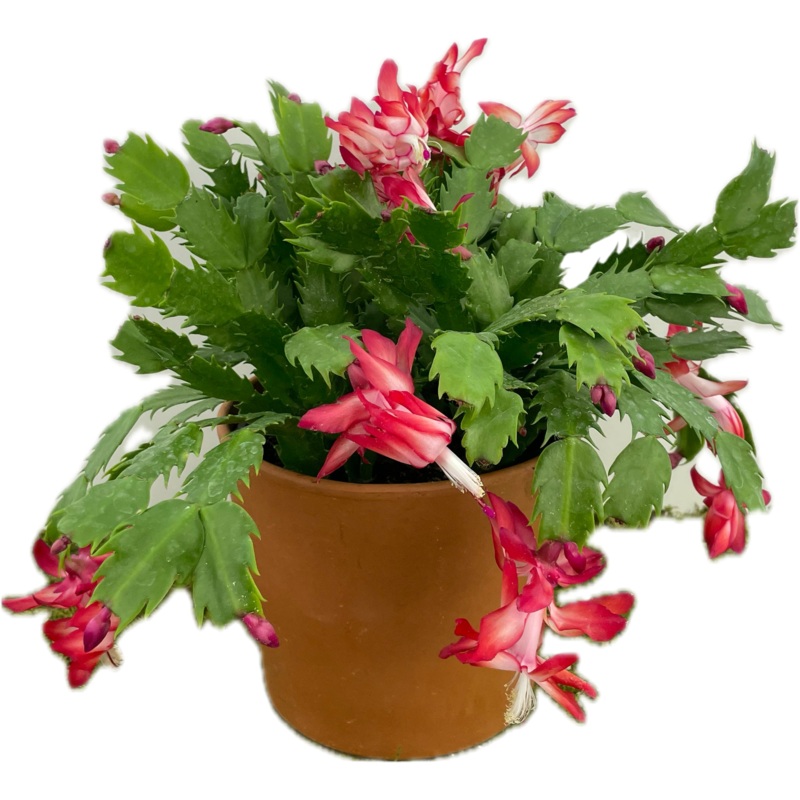 Thanksgiving Cactus 4|3|4|6