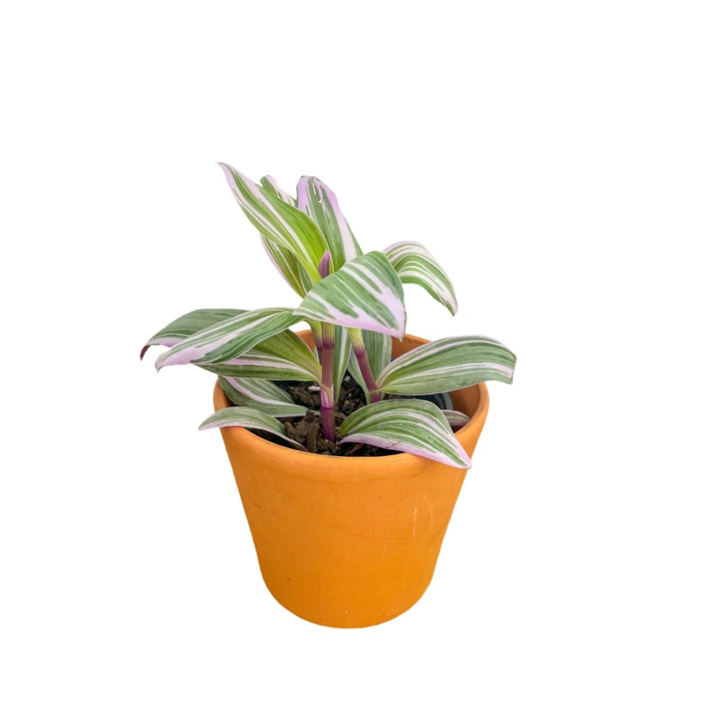 Tradescantia ‘Nanouk’|2|4″|6″