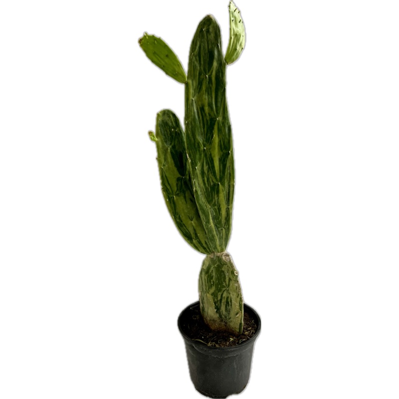 Variegated Spineless Prickly Pear Cactus ‘Opuntia’